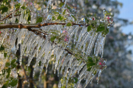Lutte contre le gel par aspersion en verger de pommier. CTIFL Lanxade (24) : 7 avril 2021